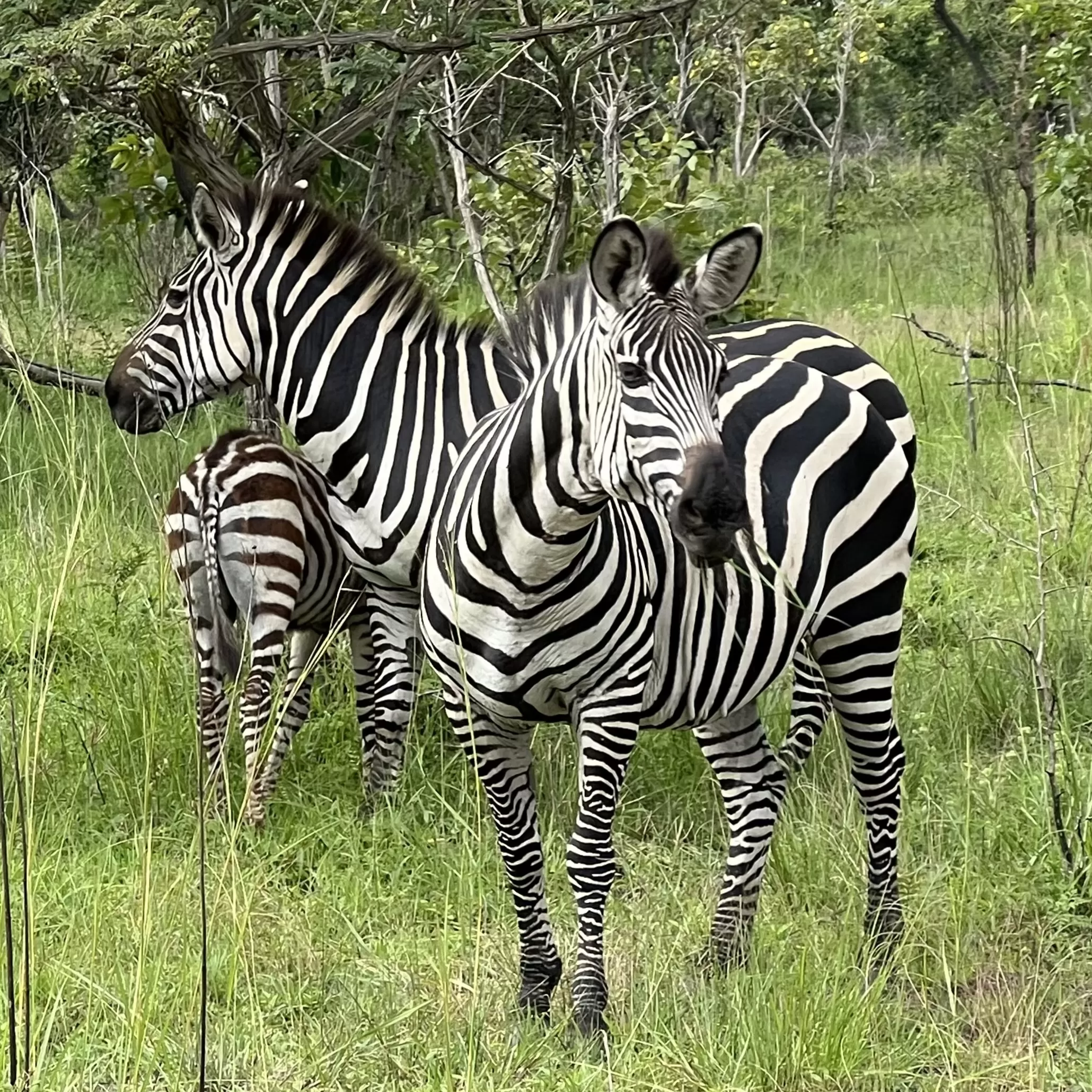 Zebra