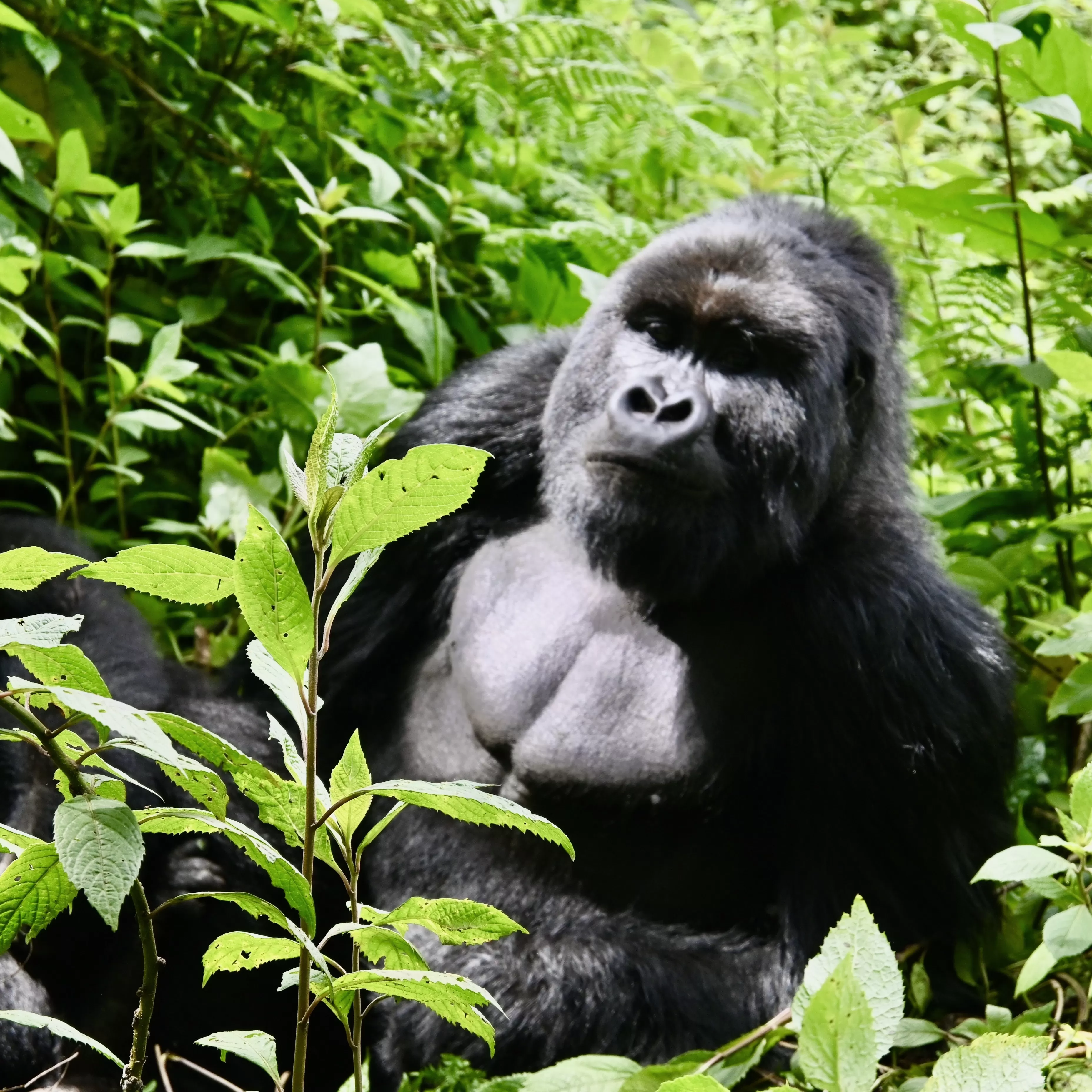 Gorilla