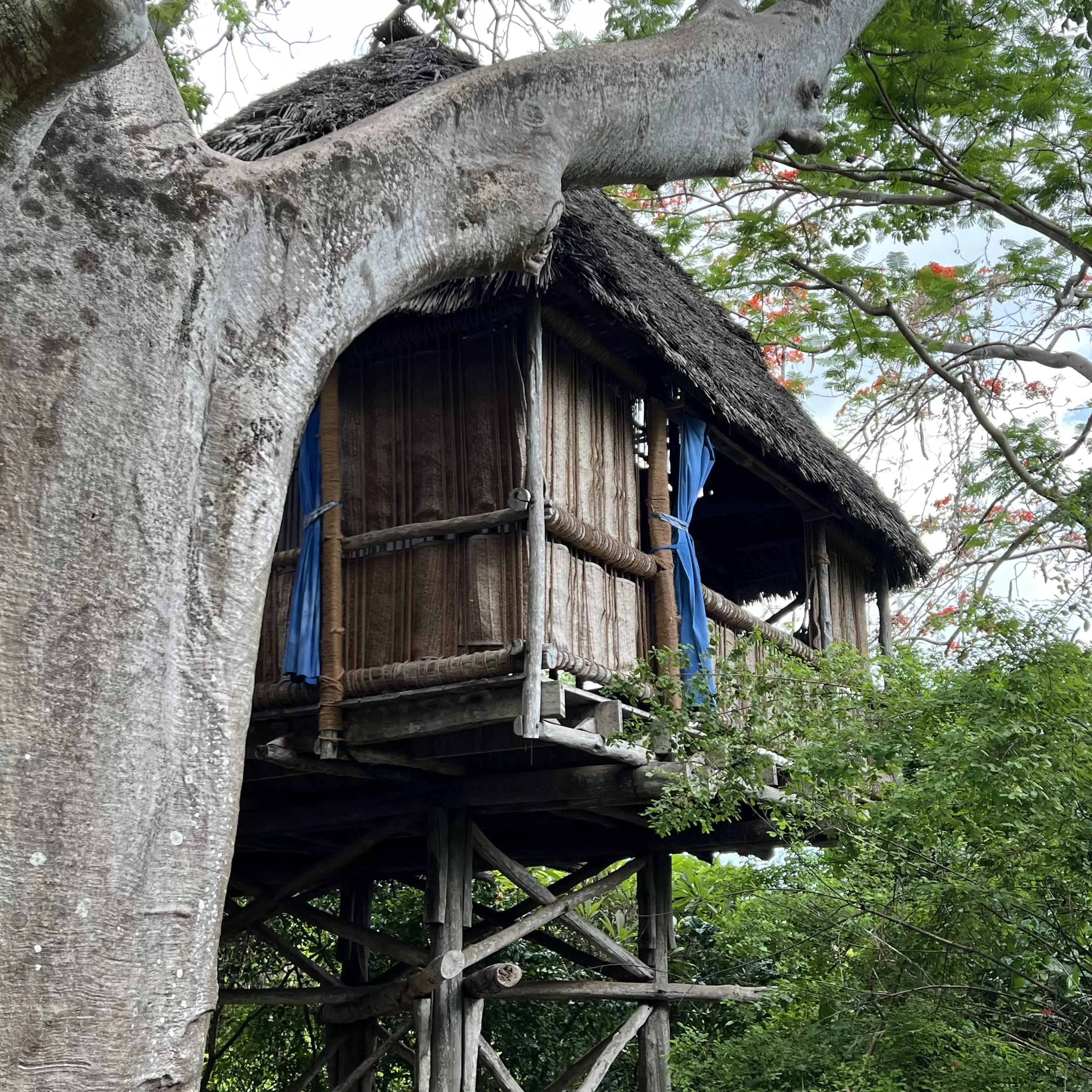 Tree Hut