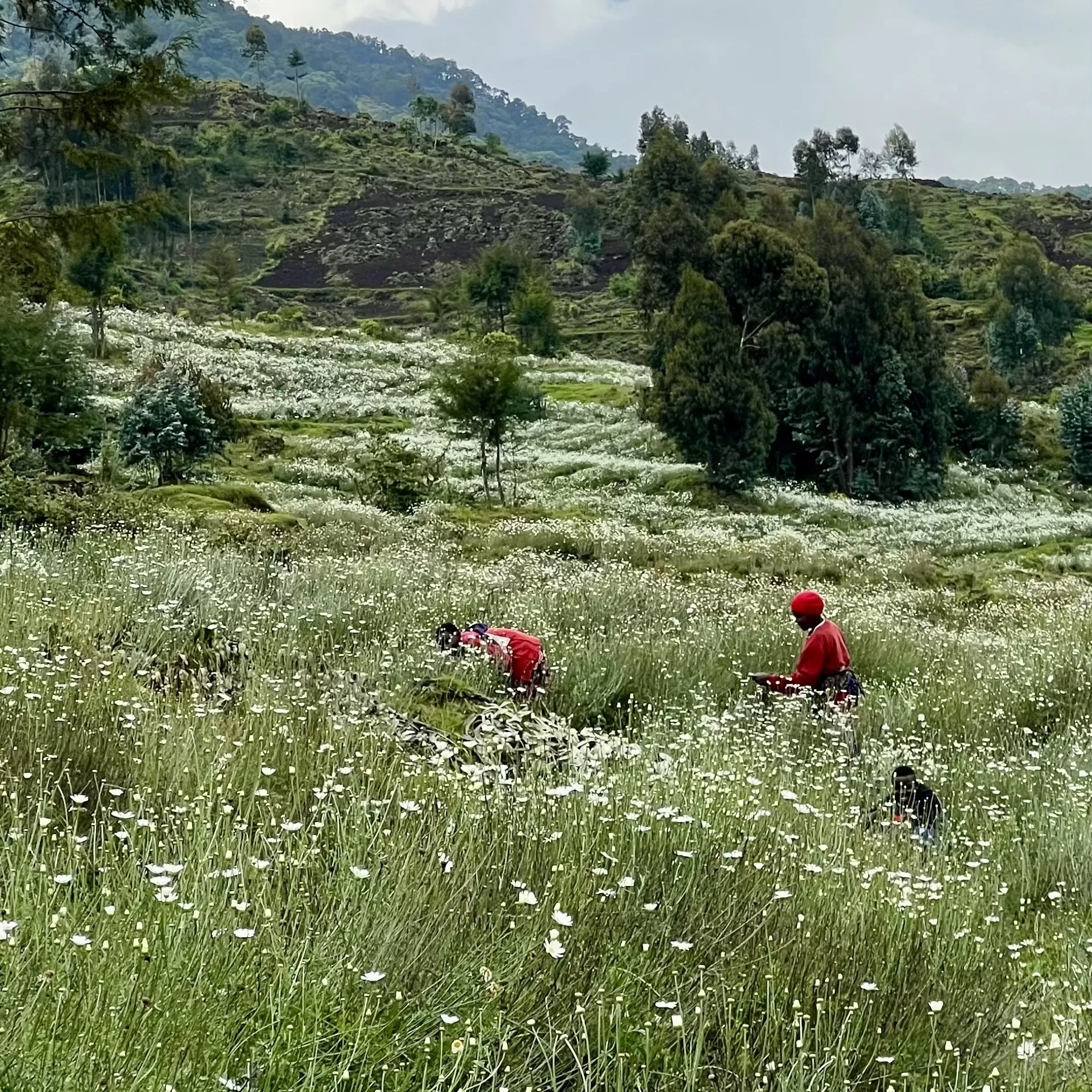 Working in Grass